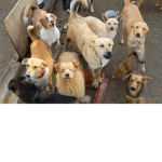 ✧Funneh doggies✧