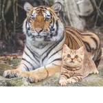 Cat and tiger club