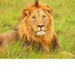 lions are cool and epic and wach out