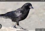 Odd, master crow, subscribers