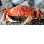 crabs are the best