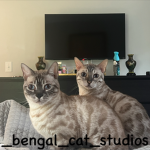 Bengal Cat Studios