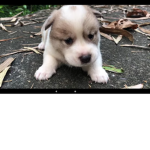 Doggy cuteies
