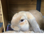 Bunneh cult