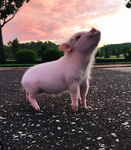 baby Piggy pigs
