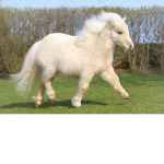 Little ponies
