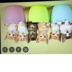 kitty horse club