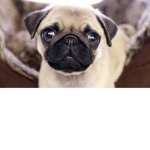 Pug #########