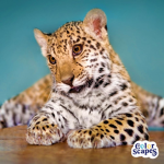 The cheetahs squad