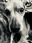 Daisy Dogo nation