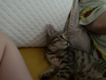Kitty fun happy