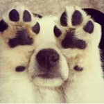 Pugsrule!!!!!