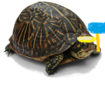 turtle game development