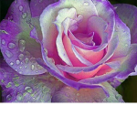 ~ rainy's flower garden ~