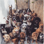I love dogs feel welcome to join :)