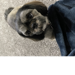 Dogs are the sweetest