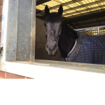 Equine club forever