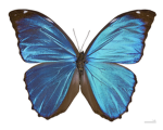 Empire of Lepidopteras