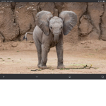 Blue elephant’s