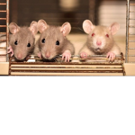 Los ratas con caca