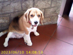 Super cagnoliniii