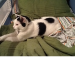 Kitty Cat Fan Group