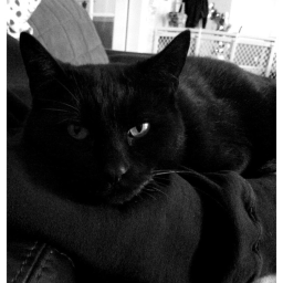 ⋆♱🐈‍⬛♱⋆