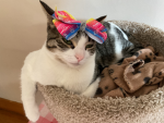 Luna star cuteness club