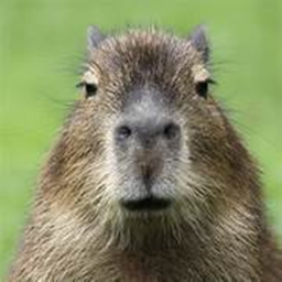 CAPYBARA IN AREA 51!!