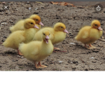 Ducky Family Group