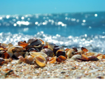 Ash-thetic’s Seashells