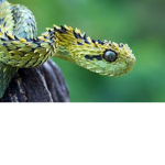 Python Designing