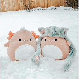 𝐒𝐪𝐮𝐢𝐬𝐡