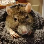 DEMON RAT