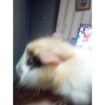 Tonpaking