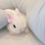 / bunny