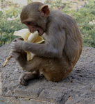 MonkeyBananna474 studio