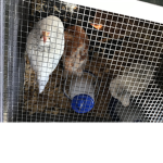 Chicken whisperer
