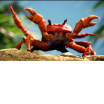 Crabs Only