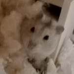 タキミユルサナイ呪う