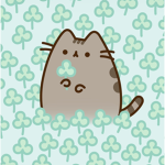 Meow studio!