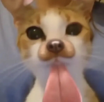 hai:333
