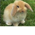 The king of the bunny bunny’s