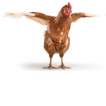 penguin chicken