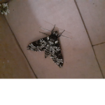 Moth of the box