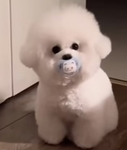 Cutelittlepuppies