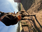 Lottie _eq group