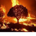 Climate Warriors
