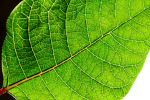 Leaf Hood Presents