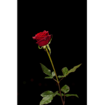 Rose's Group~